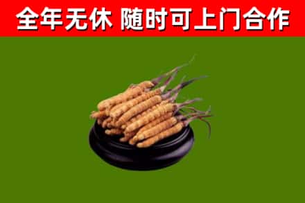 崖州回收散虫草