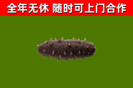 崖州回收海参干